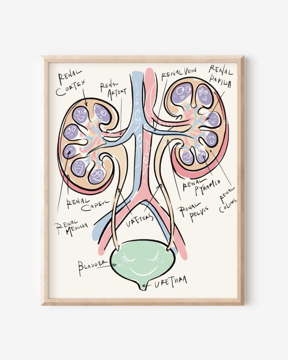Kidneys