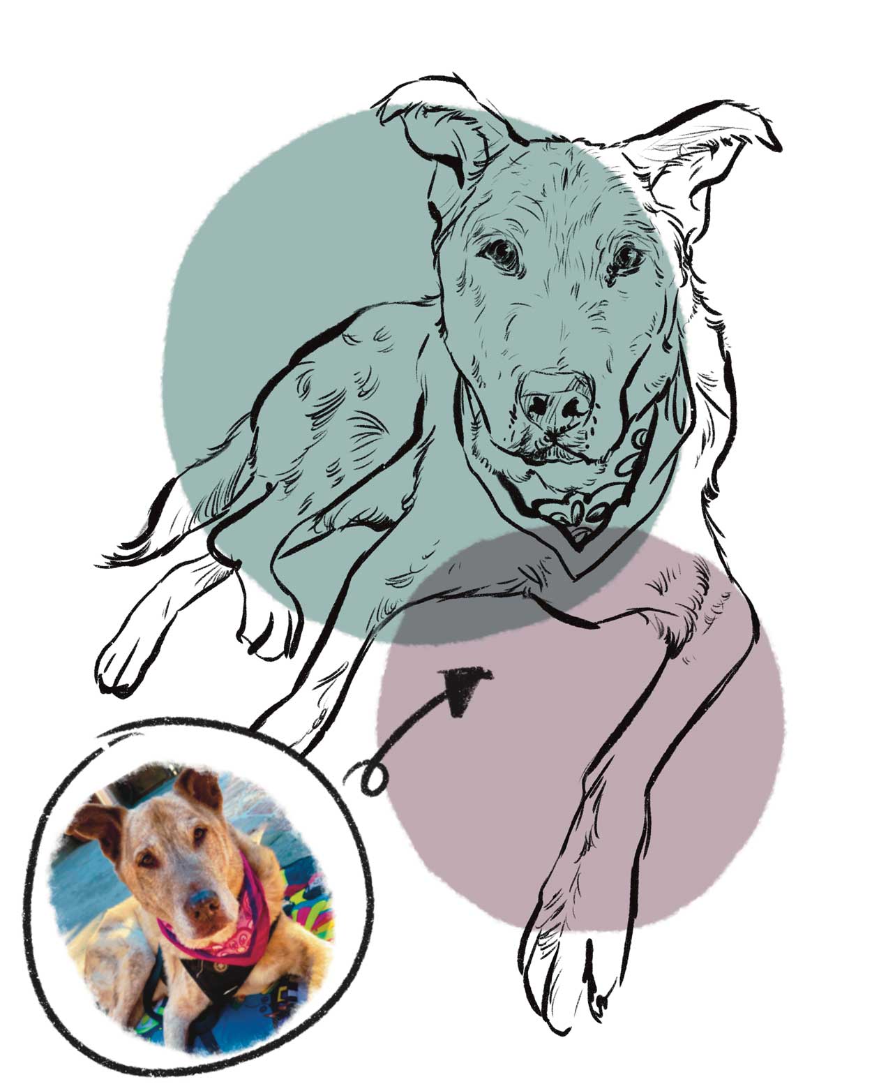 Custom Pet Drawing
