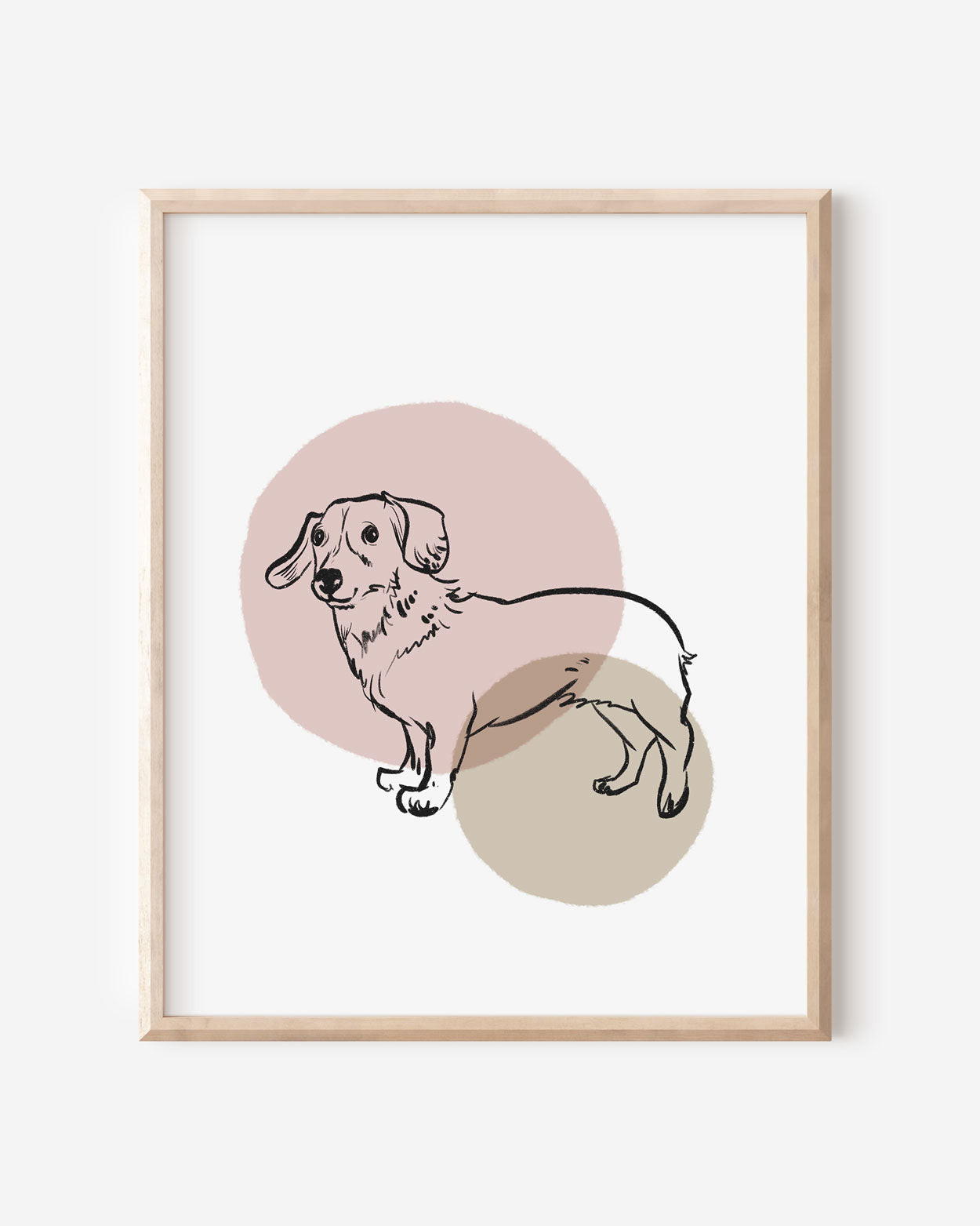 Dachshund