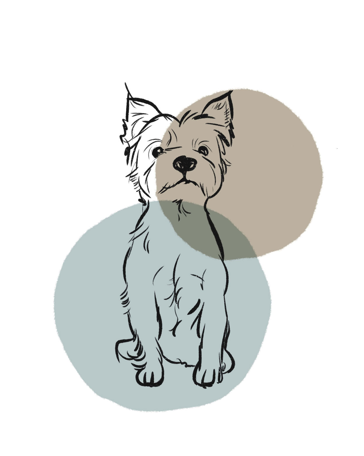 Yorkie