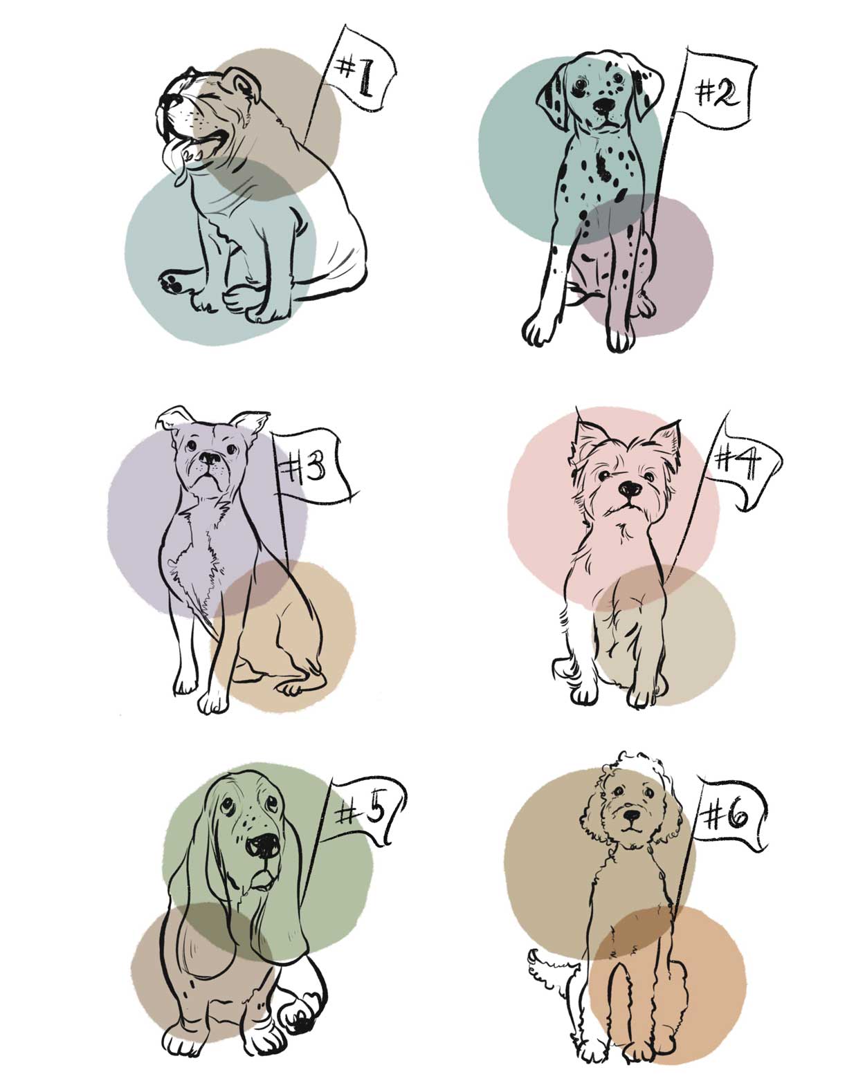 Custom Pet Drawing