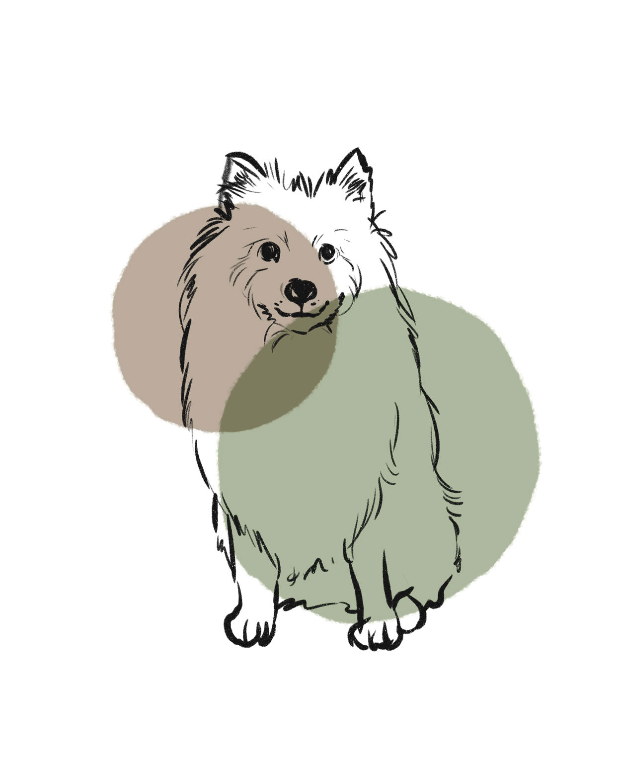 Samoyed